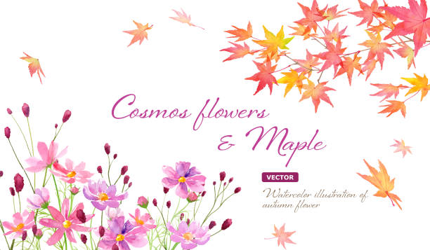 bildbanksillustrationer, clip art samt tecknat material och ikoner med autumn frame design. watercolor illustration of a branch of autumn leaves, cosmos, and sanguisorba officinalis. - rosenskära
