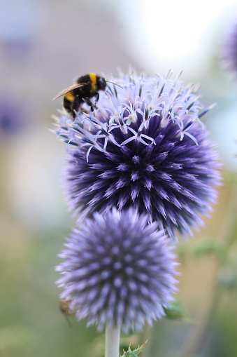 Bumblebee on a blue globe thistle in a garden