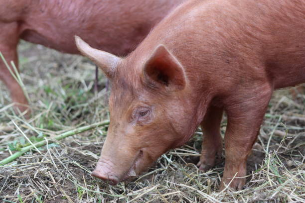 istock Close up of a ginger Tamworth pig foraging 1647996576