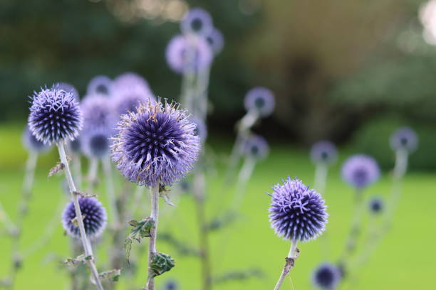 istock Large group of blue globe thistles or Echinops in a garden 1647997161