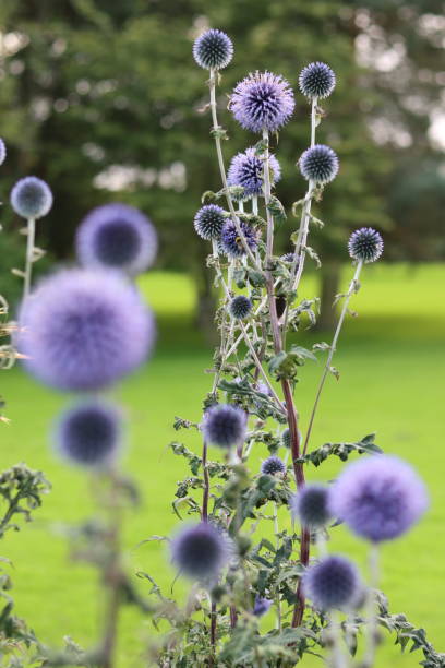 istock Large group of blue globe thistles or Echinops in a garden 1647997675