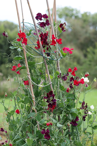 Colourful mixed sweet peas in a cottage garden