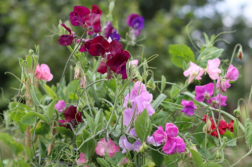 Colourful mixed sweet peas in a cottage garden