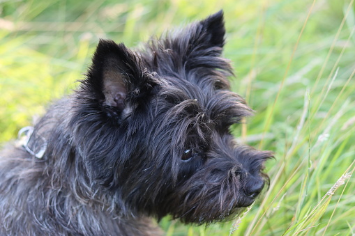 Portrait of a cairn terrier in a green field