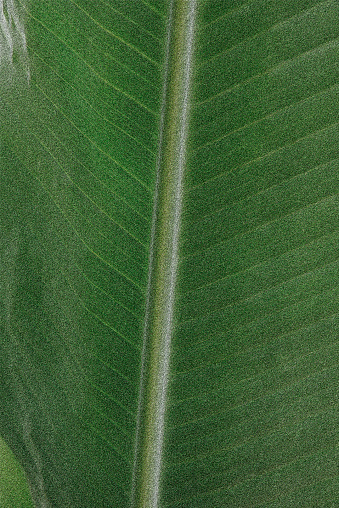 Close-up of Banana leaf  with faded rough particles.