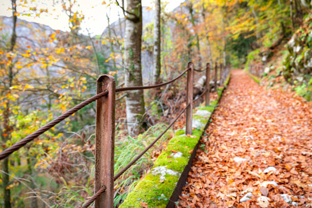 Natural walkway covered by brown leaves and green moss with rusty fence inside forest during autumn.
