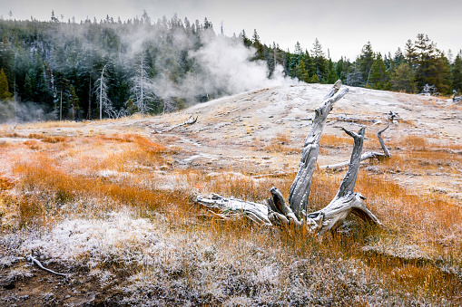 Landscape of geyser basin with smoke and background of pine forest inside hot zone of Yellowstone National Park, Wyoming, USA.