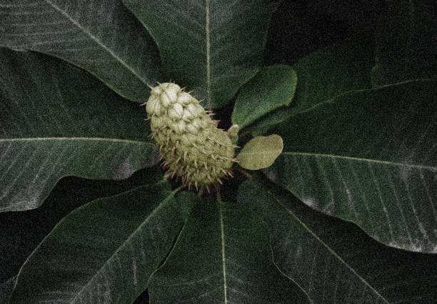 Close-up of Flower with faded rough particles.