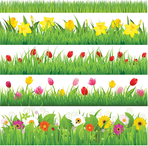 ilustrações, clipart, desenhos animados e ícones de conjunto de fronteiras de flor - daffodil flower spring vector