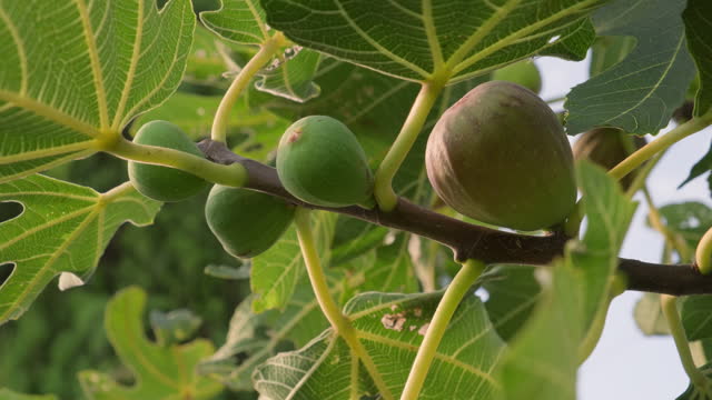 Fig fruits on fig tree branch
