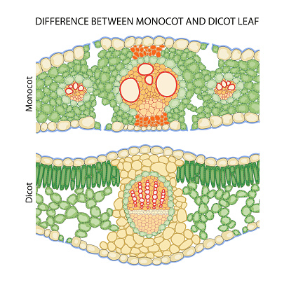 Difference Between Dicot And Monocot Leaf Stock Illustration Download Difference Between Dicot And Monocot Leaf Stock Illustration Download