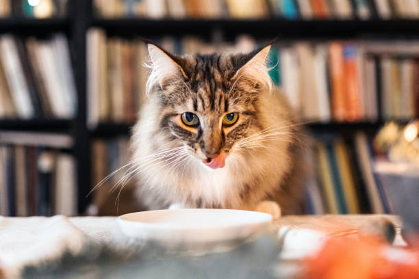 close up of norwegian forest cat sitting at table in front of bookshelf and waiting for food on her plate