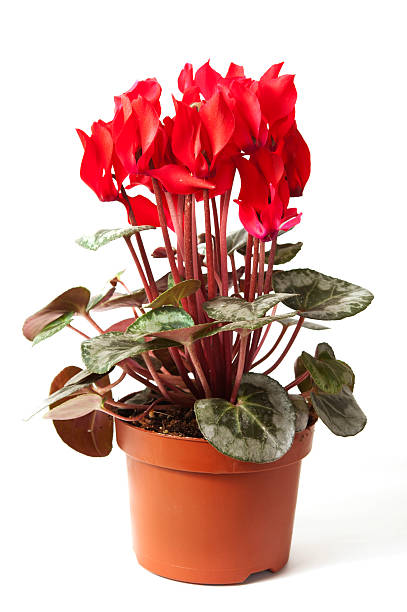 istock Cyclamen flower at pot 164801744