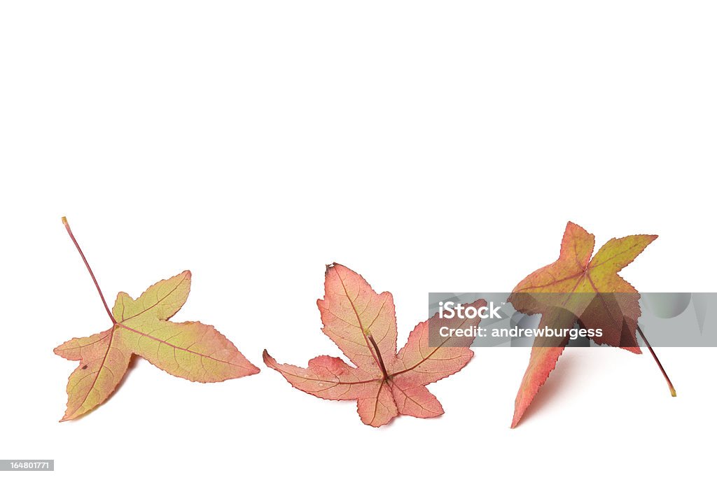 Três folhas de Outono, Liquidambar styraciflua com sombras - Royalty-free Amarelo Foto de stock