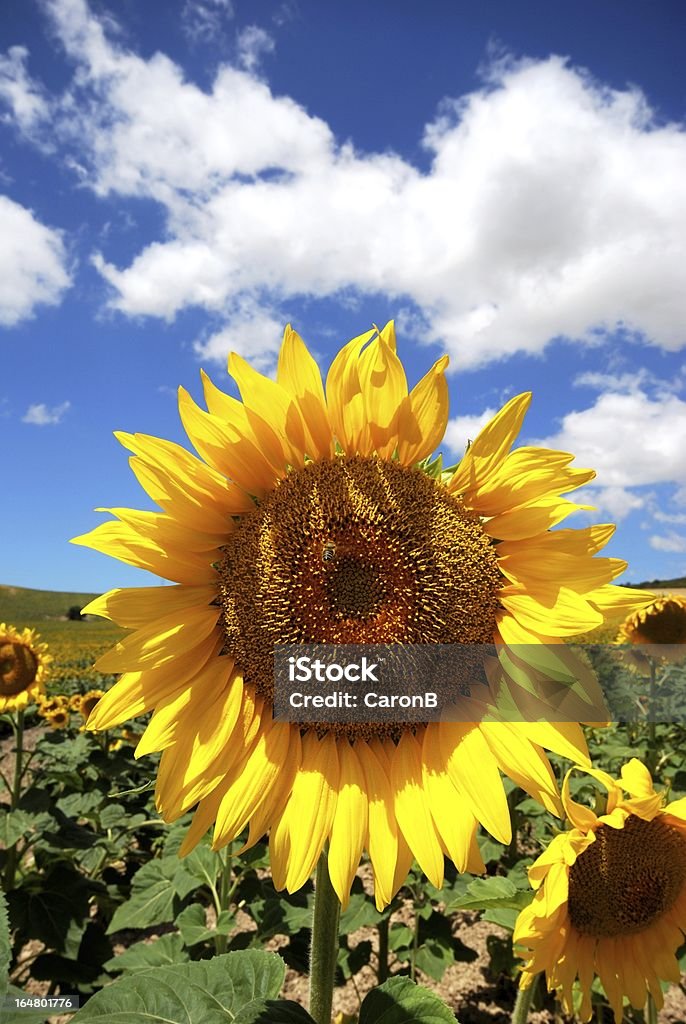 Girasole, Andalusia, Spagna. - Foto stock royalty-free di Agricoltura