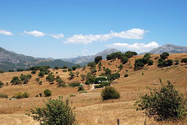 campos de trigo, de ubrique, andaluzia, espanha. - ubrique imagens e fotografias de stock