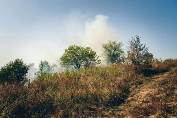 Fire flame destroying dry grass and tree branches along the road.