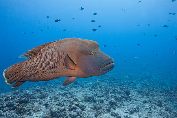 Humphead Wrasse Humphead Wrasse (Cheilinus undulatus), female at the Blue Corner dive site off the islands of Palau in Micronesia. humphead wrasse stock pictures, royalty-free photos & images