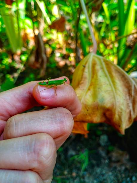 istock Baby praying mantis sitting on human finger 1648032084