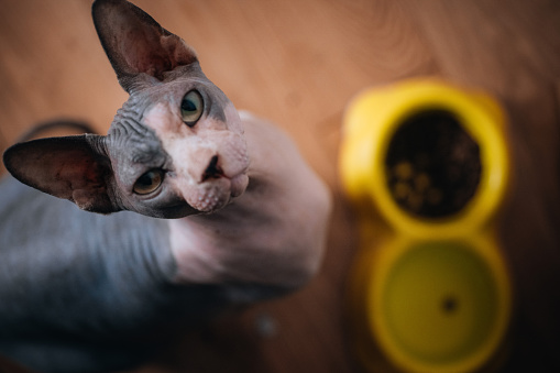 Directly above the hairless sphynx cat near his dry food bowl.