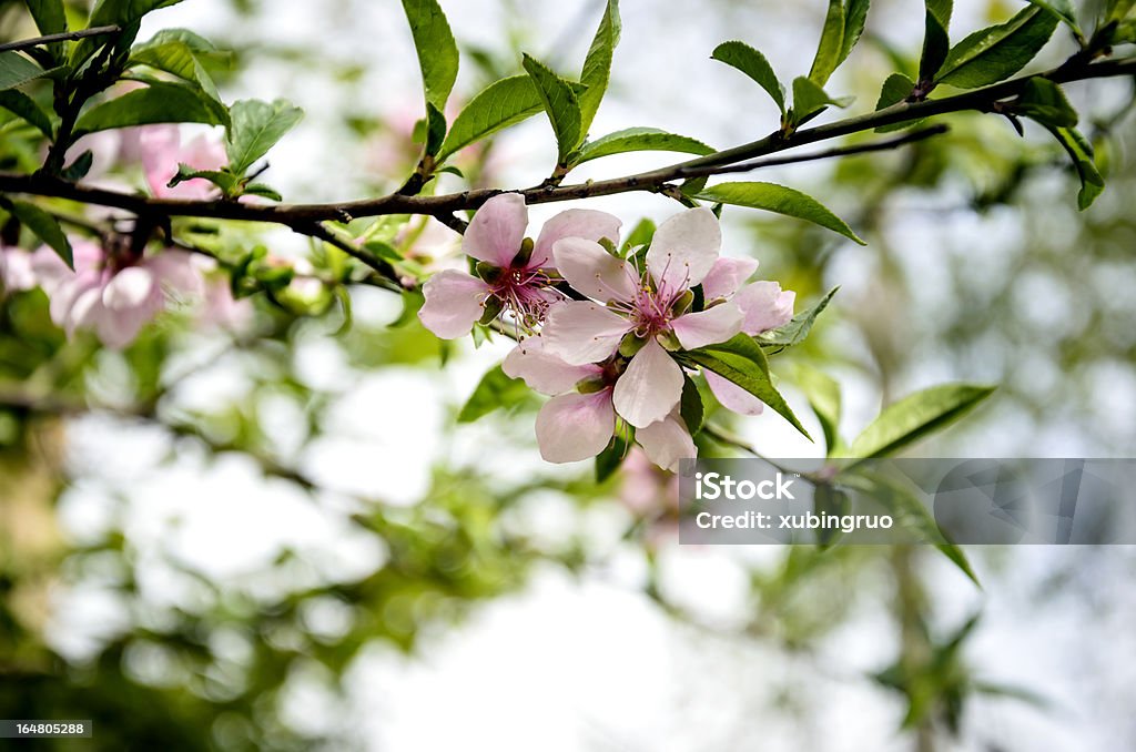 Pfirsichblüten Prunus persica, - Lizenzfrei Ast - Pflanzenbestandteil Stock-Foto