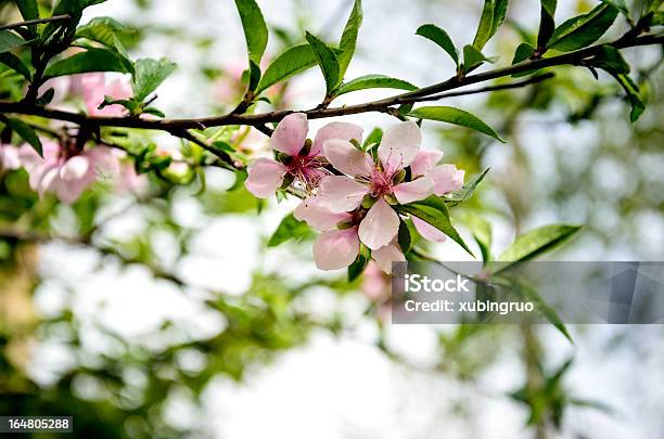 モモの花prunus Persica - アウトフォーカスのストックフォトや画像を多数ご用意 - アウトフォーカス, クローズアップ, コーラル色