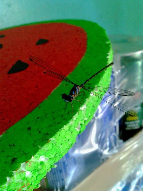 istock Damselfly perched on a fake watermelon 1648053000