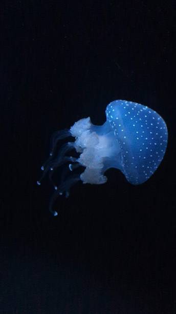 белопятнистая голубая медуза - white spotted jellyfish фотографии стоковые фото и изображения