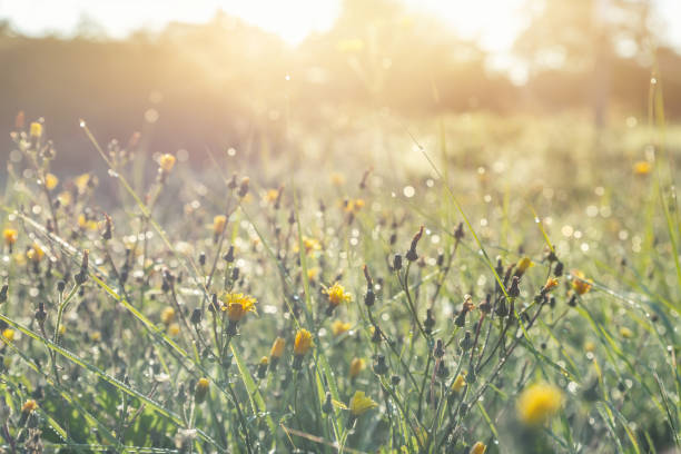 abstrakte warme landschaft von trockener wildblumen- und graswiese bei warmer goldener stunde sonnenuntergang oder sonnenaufgangszeit. ruhiger herbst herbst naturfeld hintergrund. weiche goldene stunde sonnenlicht auf dem land - dandelion wildflower field flower stock-fotos und bilder