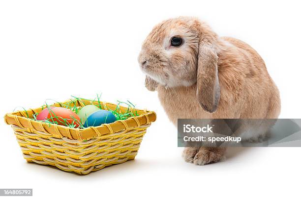 Coniglietto Di Pasqua - Fotografie stock e altre immagini di Coniglietto di Pasqua - Coniglietto di Pasqua, Animale, Animale da compagnia