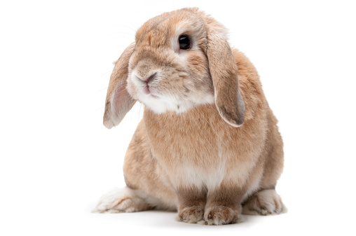 Brown and white coloured lop rabbit ears down on white background