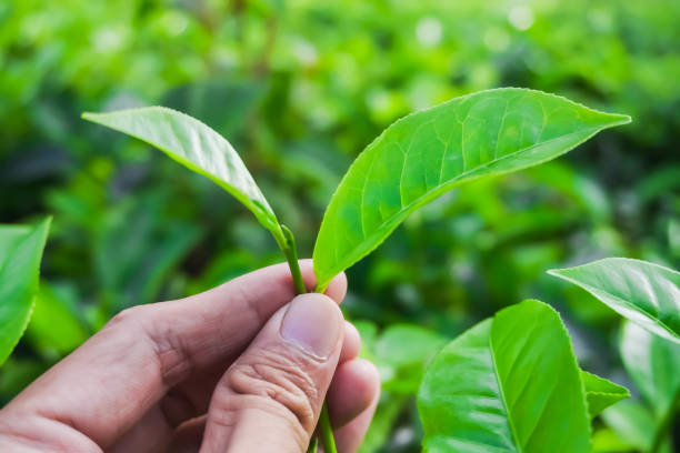 istock Someone hand holding tea leaves with bokeh background daylight 1648065903