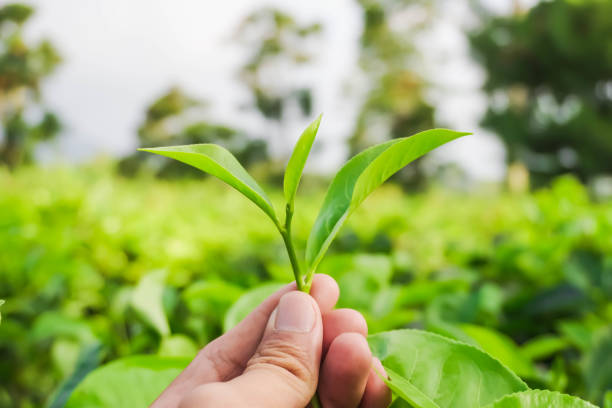 istock Someone hand holding tea leaves with bokeh background daylight 1648065904