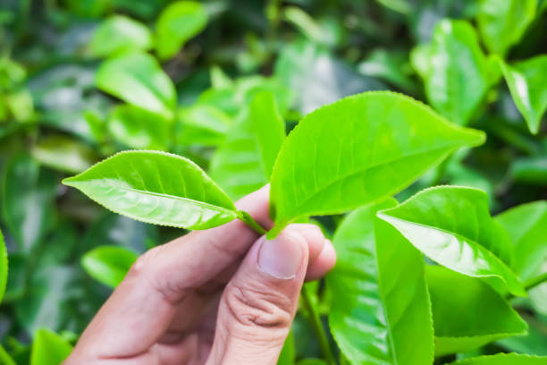istock Someone hand holding tea leaves with bokeh background daylight 1648065910