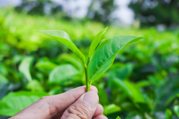 istock Someone hand holding tea leaves with bokeh background daylight 1648065914