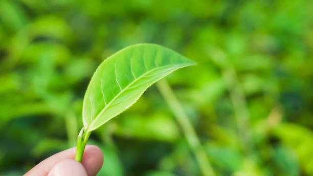 istock Someone hand holding tea leaves with bokeh background daylight 1648066430