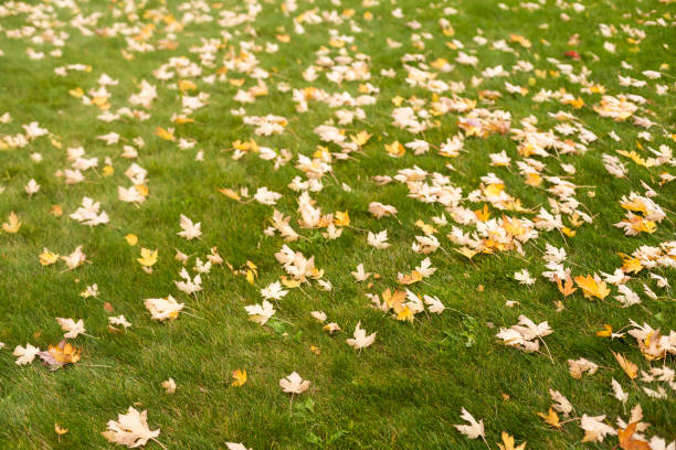 istock Green lawn with autumn leaves 1648070280