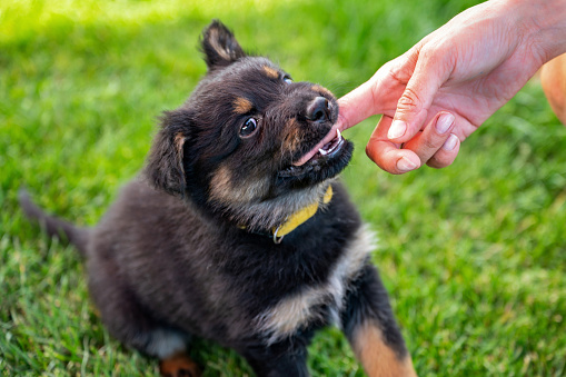 Two months old cute puppy (Bohemian shepherd) bites his mistress's hand on grass.