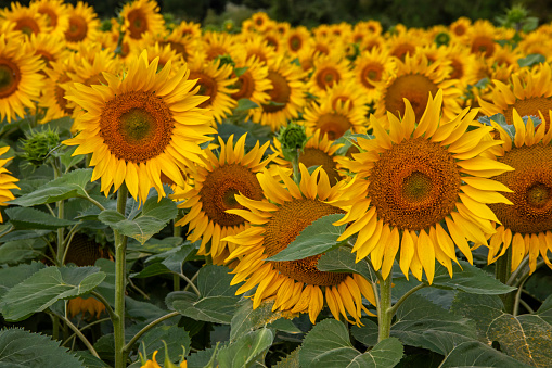 Close-up of a sunflower crop in Picardy.
