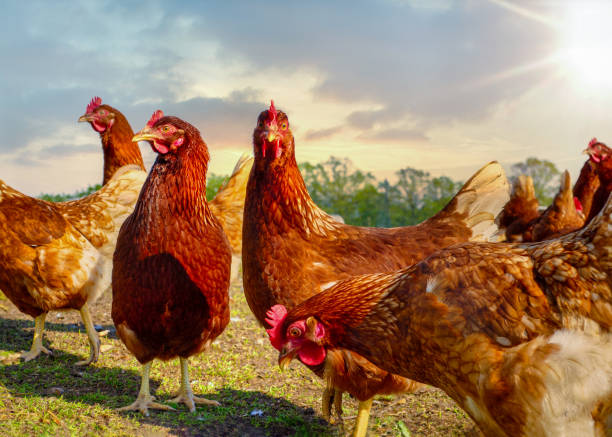 istock Free range chickens pecking in the grass, looking for food on a sunny day 1648101514