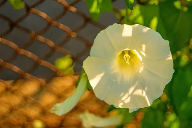 hedge-bindweed on a fence with white flower