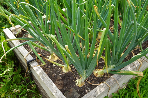 Onion cultivation on raised beds in the backyard garden. onion bulb forming. leaf detail at home