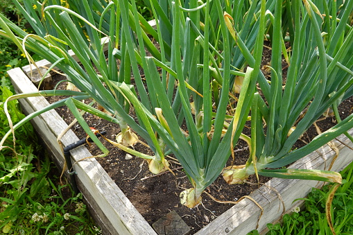 close up of fresh purple garlics