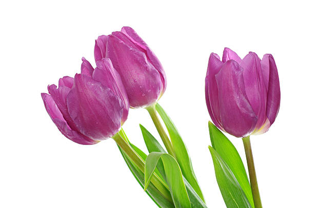 istock Tulip flowers on the white 164812432