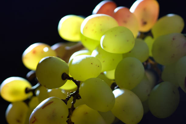 uvas encantadoras en cautivadora luz oscura. - arrepollado de las hojas fotografías e imágenes de stock