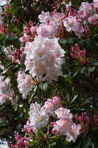 Rhododendron Loderi (fortunei x griffithianum) spring flowers, plant in the family Ericaceae.