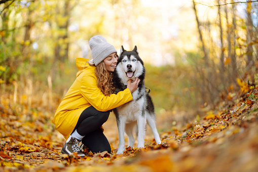 Smiling woman in a yellow coat walks with her cute pet Husky in the autumn forest in sunny weather. Pet owner enjoys walking her dog outdoors.