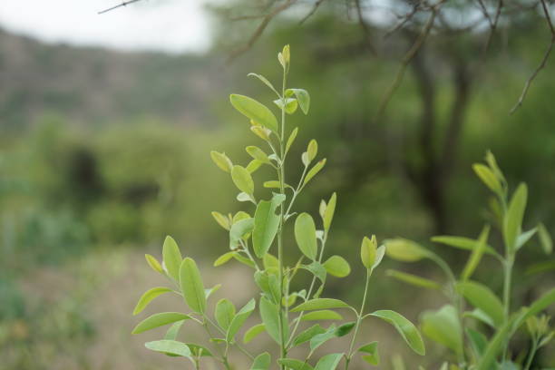 Sandalwood Tree Leaves , Extreme close up view, forest aromatic wood tree