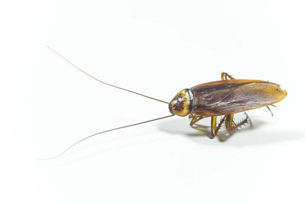 istock Cockroaches die in an upside down or supine position isolated on white background with empty space for copy and text. Dead brown cockroach. 1648149859