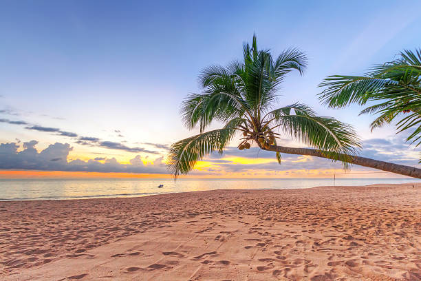istock Sunset under tropical palm tree in Thailand 164817167